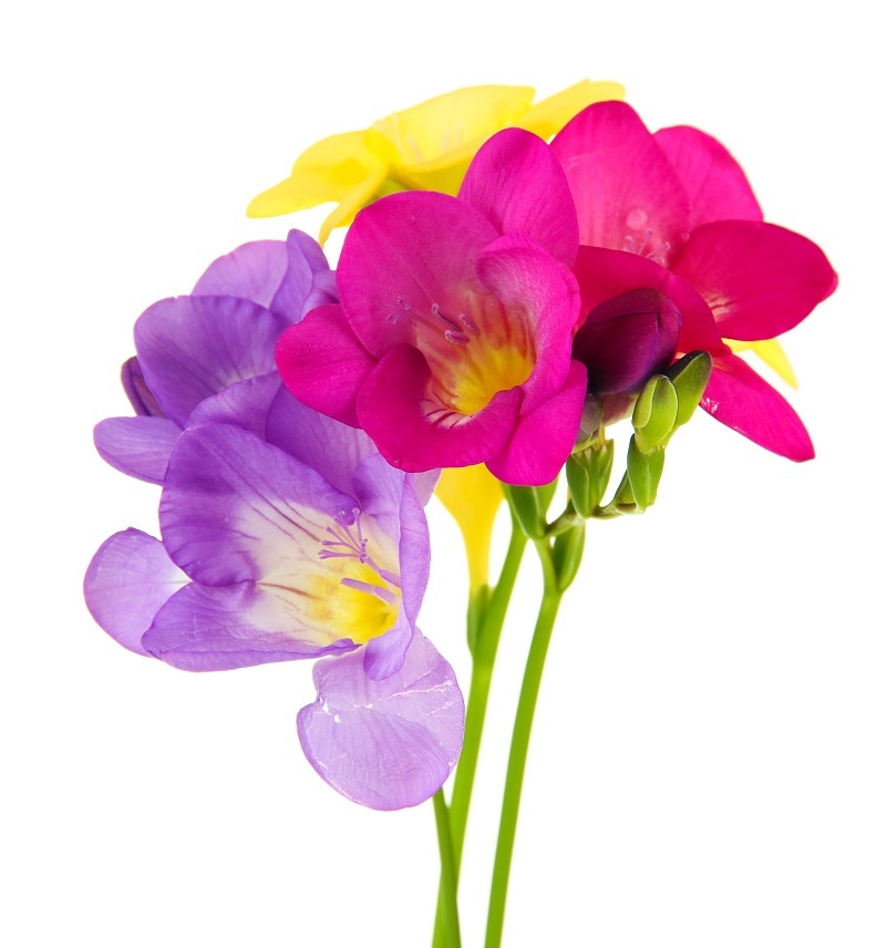 florists flowers  / Few flowers