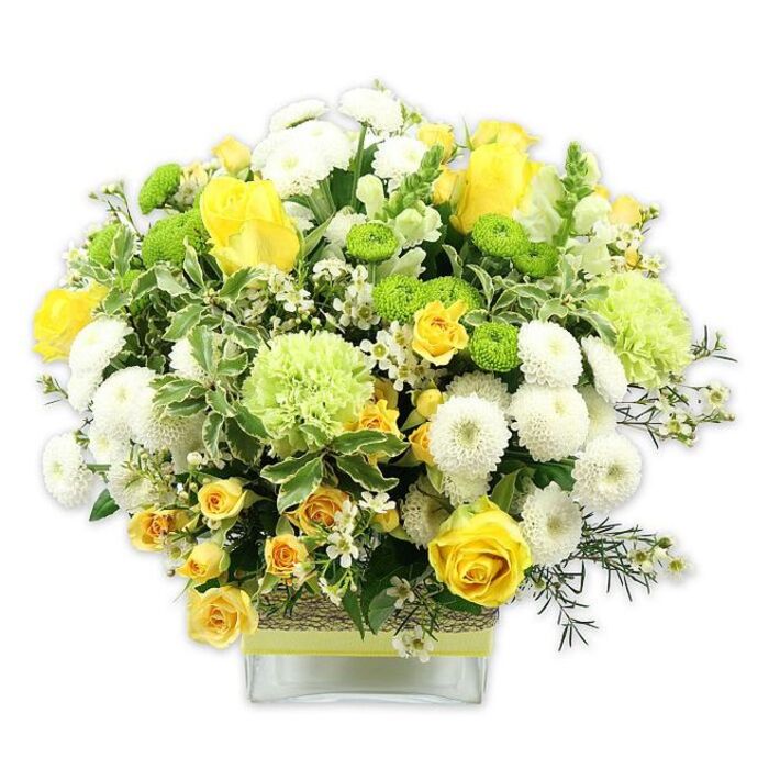 A bright and uplifting flower arrangement in a clear, rectangular glass vase is captured against a spotless white background, showing every nuance of colour and texture. The bouquet forms a generous, dome-like shape, densely packed with blooms so that almost no gaps are visible, suggesting careful, professional arranging. Golden-yellow roses, some fully open and others in half-unfurled bud form, sit prominently across the top and front, their velvety petals layered like small suns. Around them nestle clusters of yellow spray roses, offering smaller bursts of colour that create depth. White pompom chrysanthemums and spherical button mums cluster throughout, each bloom dense and softly rounded, contributing a gentle, cushion-like structure. Lime-green button chrysanthemums dot the design with playful, globe-shaped accents, while slightly larger pale-green ruffled flowers, similar to frilled green carnations or fancy mums, bridge the transition between the yellow and white tones. Luxurious greenery fills the spaces between blossoms: broad, dark leaves, finer filler foliage, and distinctive variegated leaves edged in creamy white which echo the lighter petals and help define the bouquet's rounded silhouette. Tiny white filler flowers, like little stars, thread through the design, adding a sense of airiness and movement. The glass vase is wrapped at its centre with a rustic, textured band-perhaps raffia, bark, or woven fibre-then finished with a neat lime-green ribbon that mirrors the fresh green blooms. The arrangement radiates warmth, freshness, and celebration, evoking the feeling of springtime walks through Woodside's local parks. It would make a refined centerpiece for a family gathering, a cheerful gift for a birthday or new job, or a welcoming display in a Woodside shop or office reception, crafted with the attentive eye of an experienced local florist.