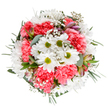 Expertly arranged with local flair, this bouquet bursts with the vitality and colour of Woodside in springtime. At its core, snowy white daisies unfurl from vivid green centres, forming cheerful focal points among plush, coral-pink carnations whose frilled petals ripple like festive ribbons across the circular design. Ethereal sprays of baby's breath drift through the bouquet, introducing a lightness that echoes a breezy afternoon stroll through Ashbury Park. Peering from the heart of the display, delicate buds edged in soft purples and deep pinks suggest anticipation-a quiet promise of blossoms yet to open. Lush greenery, including soft eucalyptus leaves and handsome dark sprigs, frames the ensemble, their subtly varied textures and hues enhancing the bouquet's overall harmony. This vibrant arrangement radiates a sense of joy and appreciation, as if celebrating the small victories and happy reunions often found in Woodside's close-knit community. Its pure white backdrop makes every colour pop, ensuring the blooms take centre stage-perfect for marking birthdays, Mother's Day, or sending a bright surprise to someone dear. This design not only showcases the skilled hands of a local Woodside florist, but also embodies the heartfelt connections and everyday wonders shared throughout the neighbourhood, inviting the recipient to bask in feelings of warmth, gratitude, and renewal.