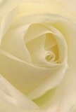 This evocative image draws the viewer deep into the heart of a cream-white rose, as if enveloped by its tender embrace. The petals spiral gently inward, their velvety softness and delicate translucence capturing the purity of early morning light drifting across Woodside's green spaces. Gentle shadows curve between the layers, offering a sense of intimacy and profound depth that mirrors the peaceful calm found in a quiet Woodside morning. Each petal appears almost dew-kissed, whispering messages of reverence, admiration, and new beginnings-sentiments often shared by locals marking special milestones or moments of remembrance. The expert craftsmanship of the bouquet is evident in every careful fold and seamless transition of ivory, a true hallmark of Woodside's dedicated florists. A sense of calm radiates from the composition, as if the rose itself breathes out serenity-a subtle, sweet fragrance just beneath the surface. Whether chosen for a heartfelt tribute, a cherished anniversary, or simply as an expression of sincere wishes, this rose embodies not only refined floral artistry but also the gentle spirit of the Woodside community, where life's most meaningful gestures are always given with care and grace.